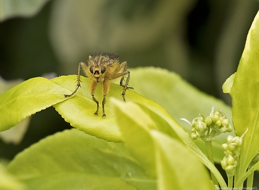 Projekt " Tiere in unserem Garten " 2021 : Gelbe Dungfliege