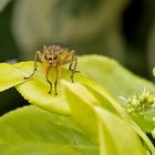 Projekt " Tiere in unserem Garten " 2021 : Gelbe Dungfliege