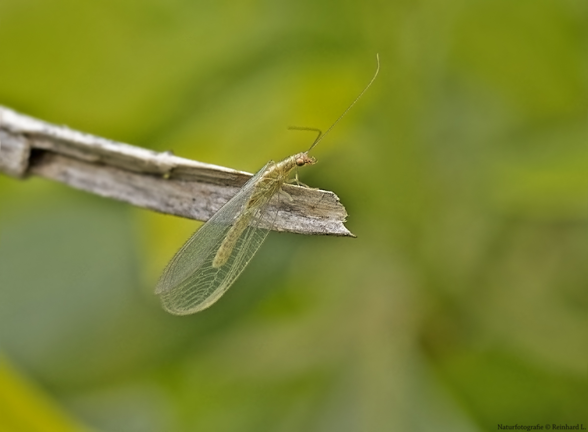 Projekt " Tiere in unserem Garten " 2021 :  Gemeine Florfliege