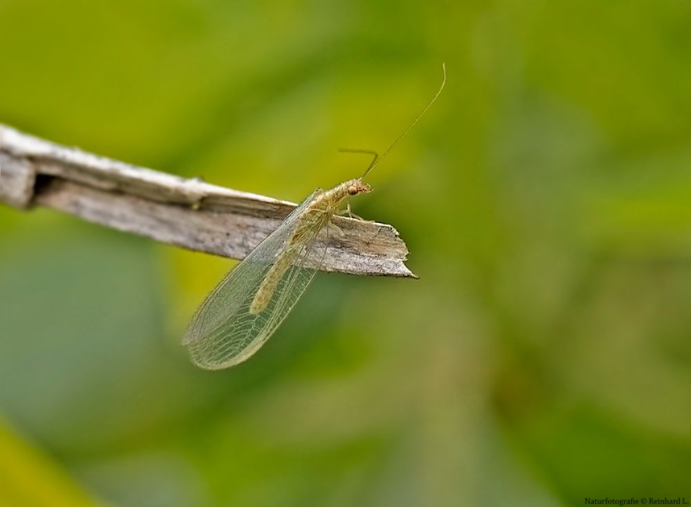 Projekt " Tiere in unserem Garten " 2021 Gemeine Florfliege Foto