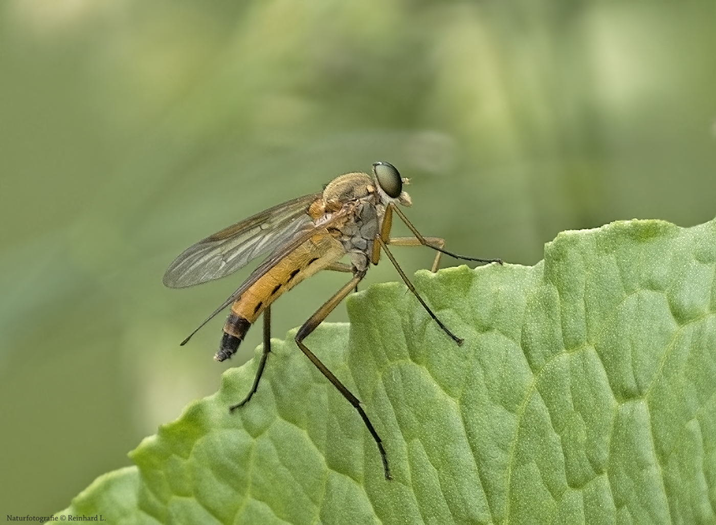 Projekt " Tiere in unserem Garten " 2021 :Gemeine Schnepfenfliege