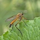 Projekt " Tiere in unserem Garten " 2021 :Gemeine Schnepfenfliege