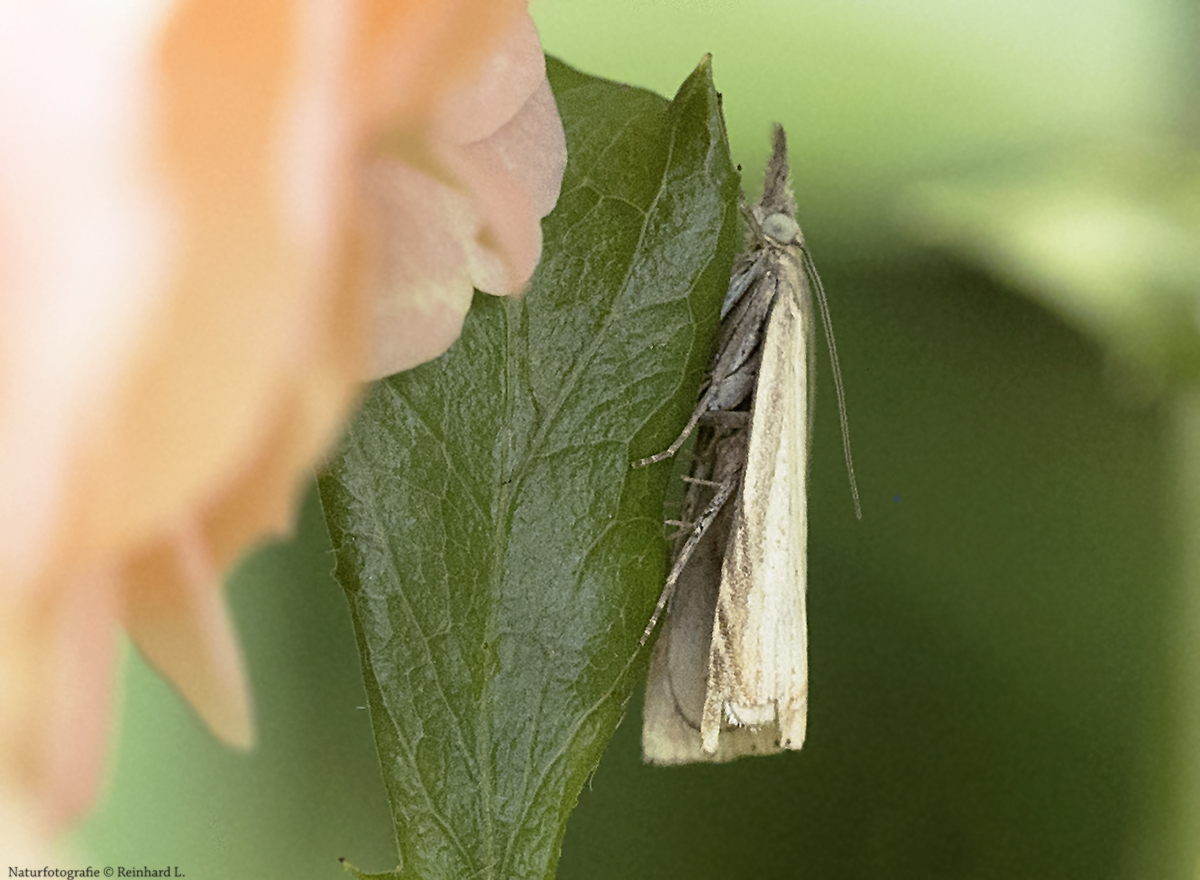  Projekt " Tiere in unserem Garten " 2021 : Graszünsler