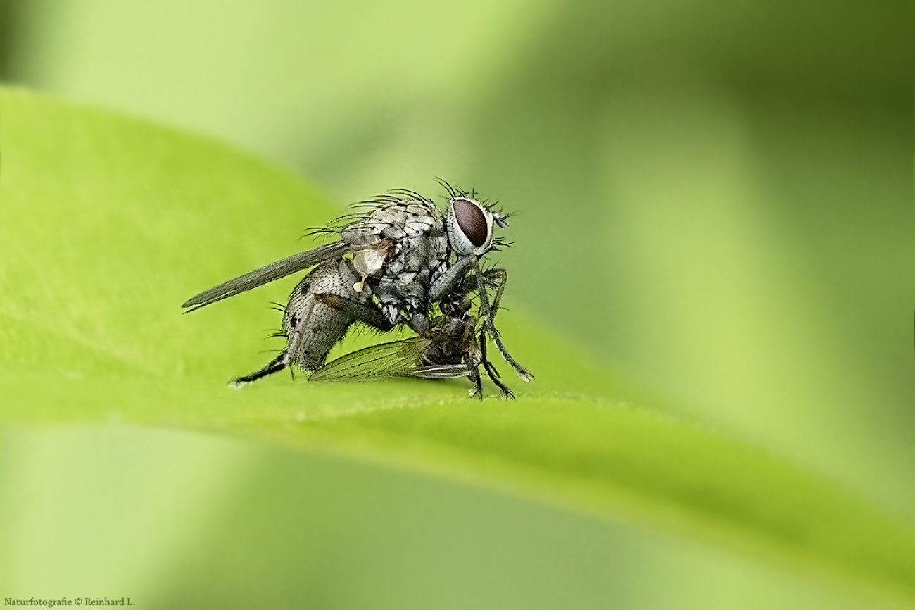 Projekt " Tiere in unserem Garten " 2021 : Kleine Raubhausfliege  