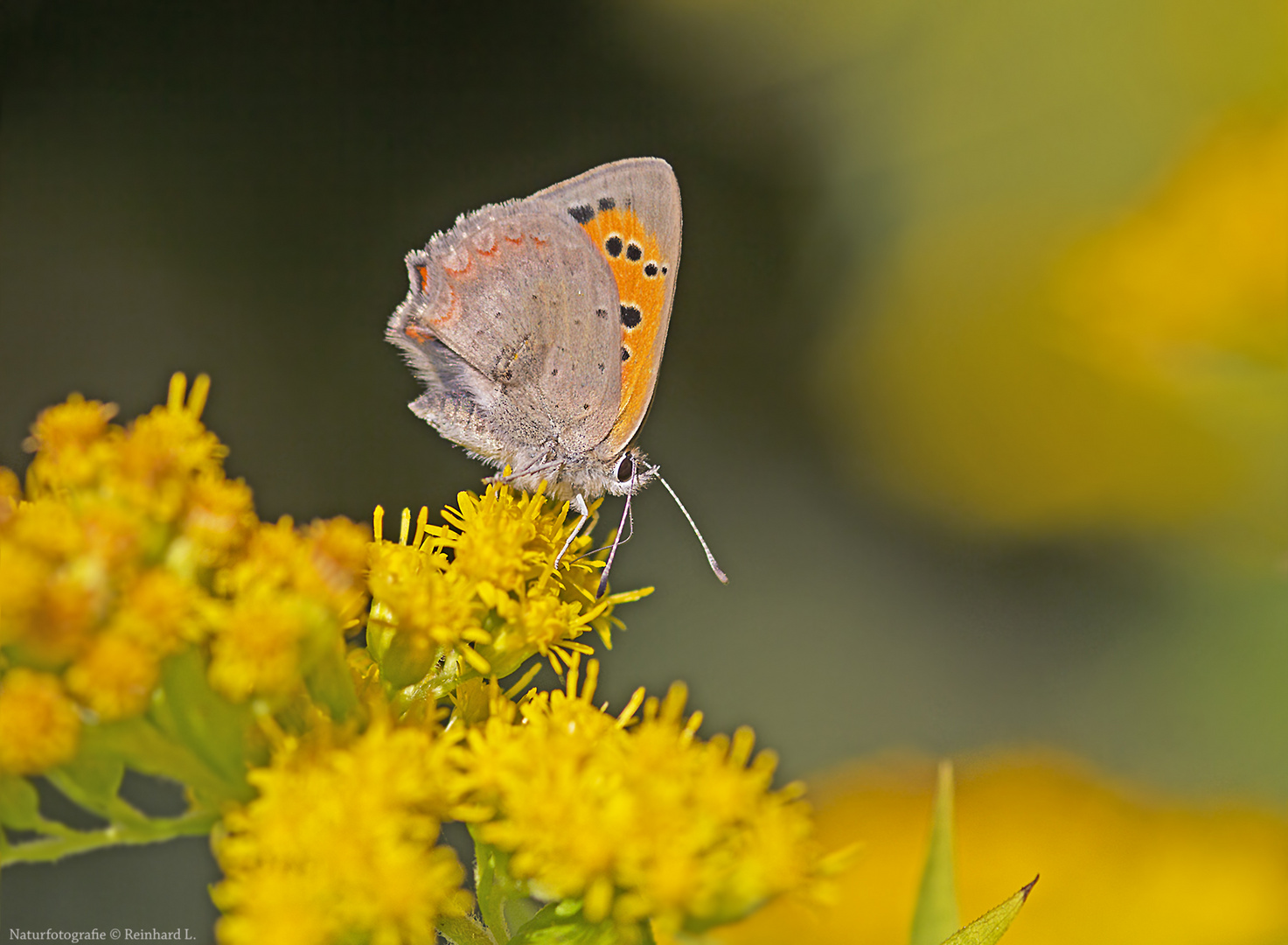 Projekt " Tiere in unserem Garten " 2021 :  Kleiner Feuerfalter