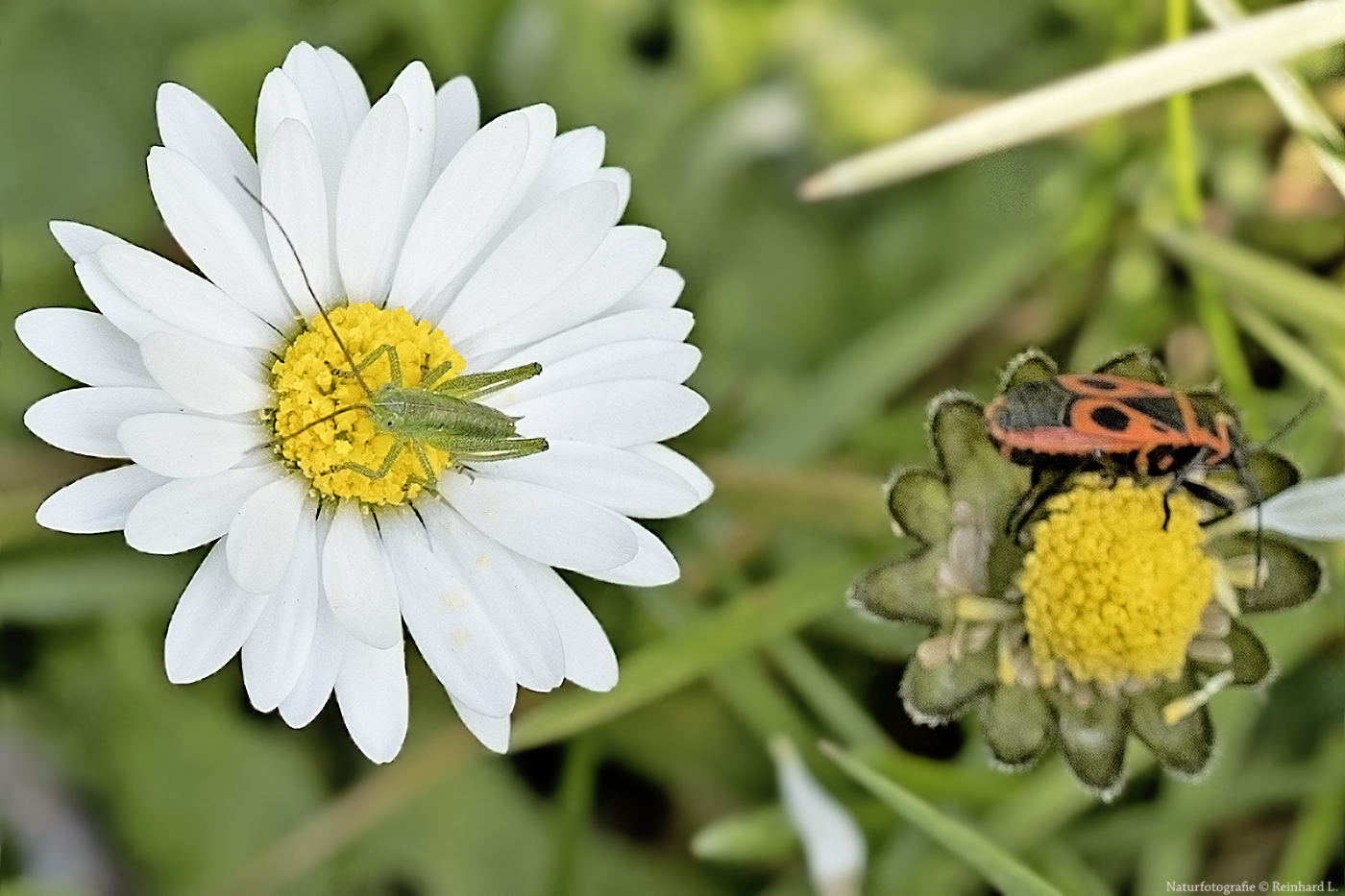  Projekt " Tiere in unserem Garten " 2021 : Larve einer Langfühlerschrecke