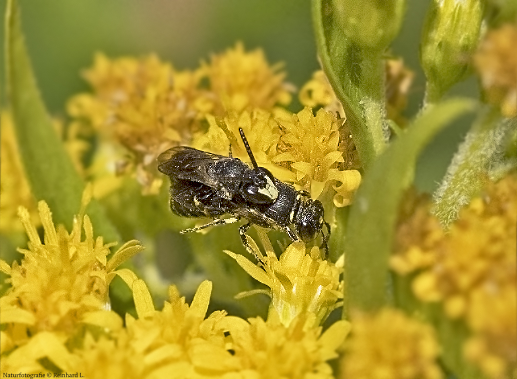 Projekt " Tiere in unserem Garten " 2021 : Maskenbienen bei der Paarung