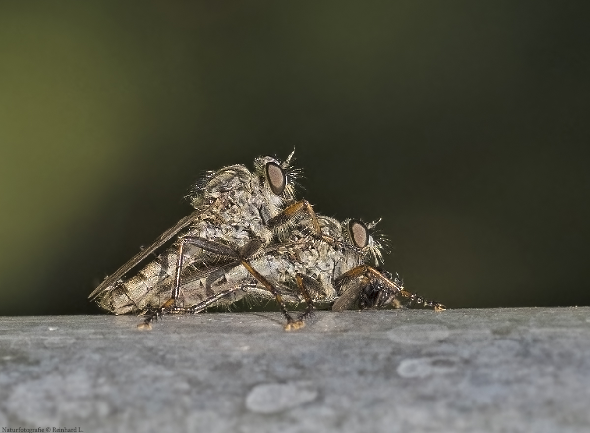  Projekt " Tiere in unserem Garten " 2021 :  Paarung Raubfliegen