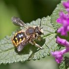 Projekt " Tiere in unserem Garten " 2021 : Platterbsen-Mörtelbiene 