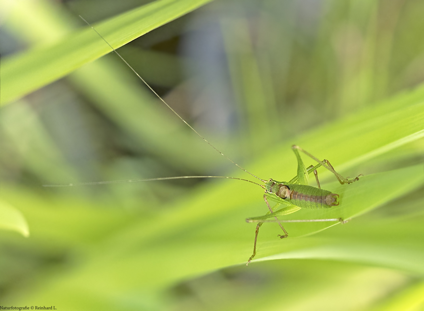 Projekt " Tiere in unserem Garten " 2021 : Punktierte Zartschrecke  