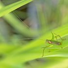 Projekt " Tiere in unserem Garten " 2021 : Punktierte Zartschrecke  