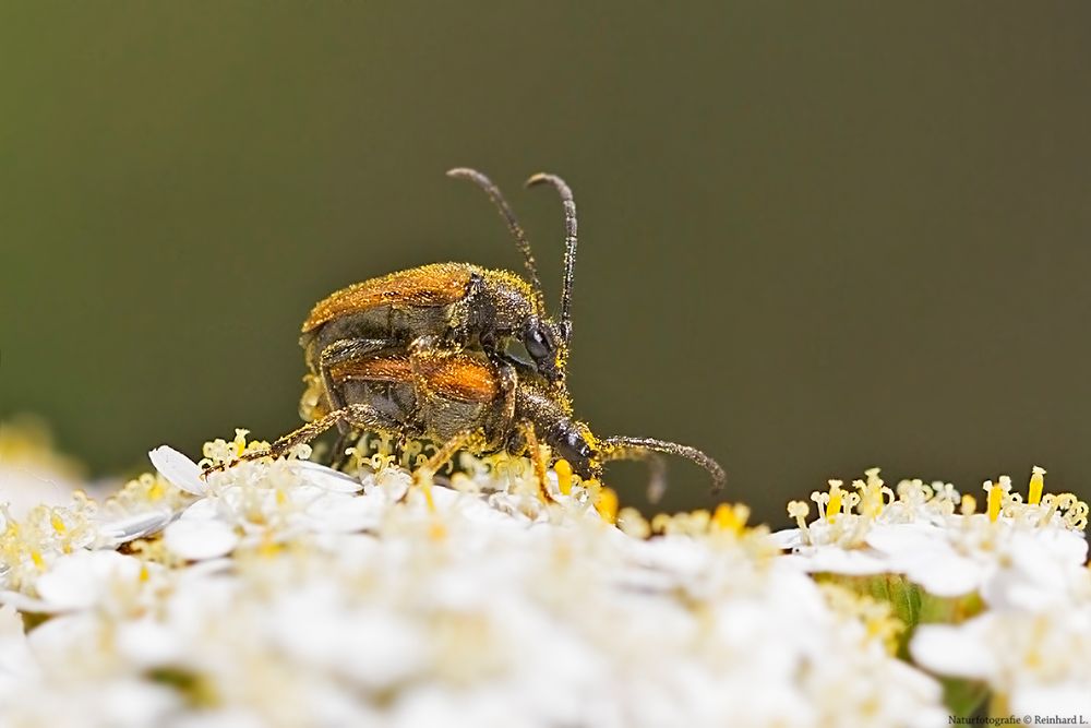 Projekt " Tiere in unserem Garten " 2021 : Rote Halsböcke