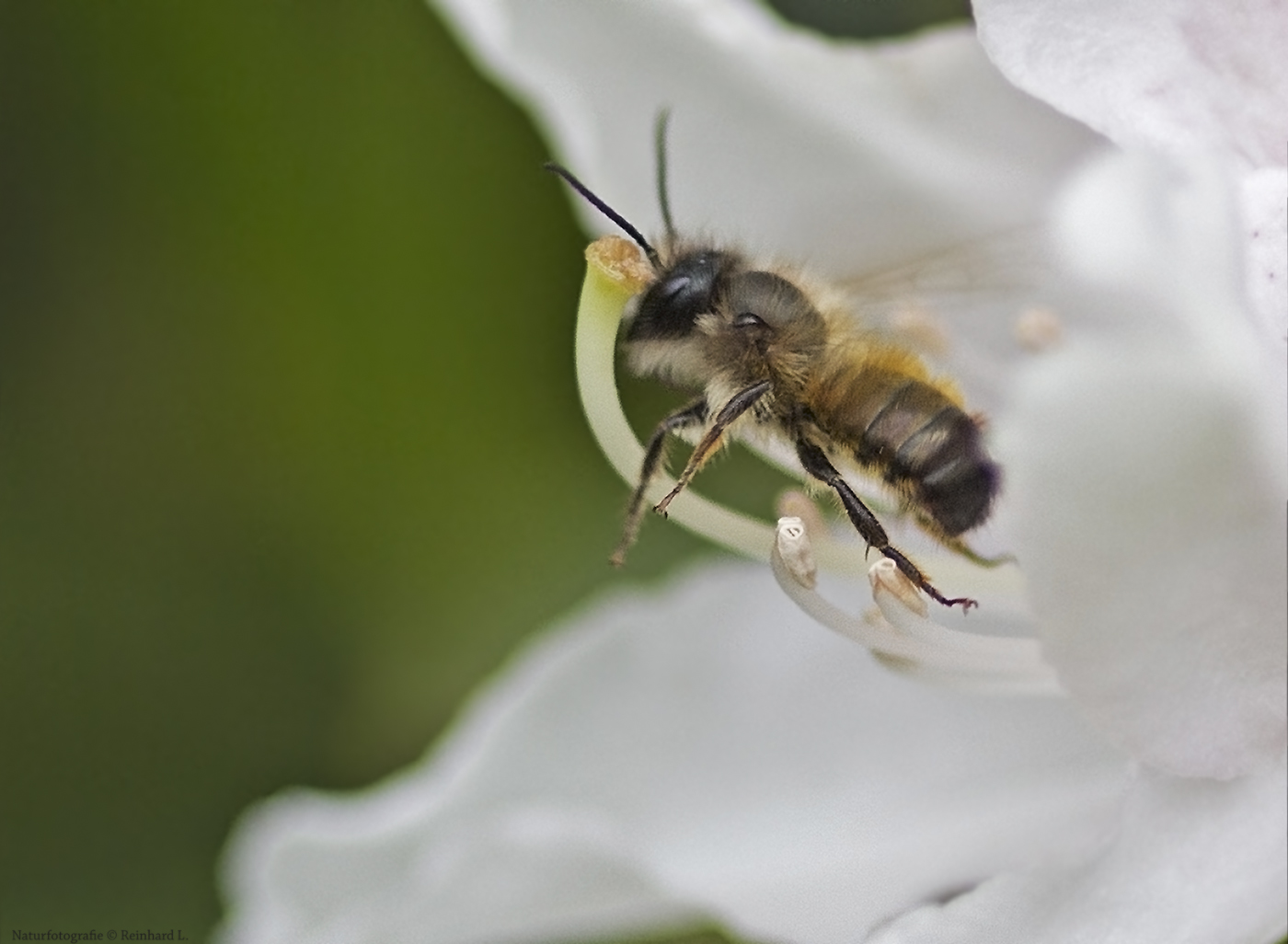 Projekt " Tiere in unserem Garten " 2021 : Rote Mauerbiene