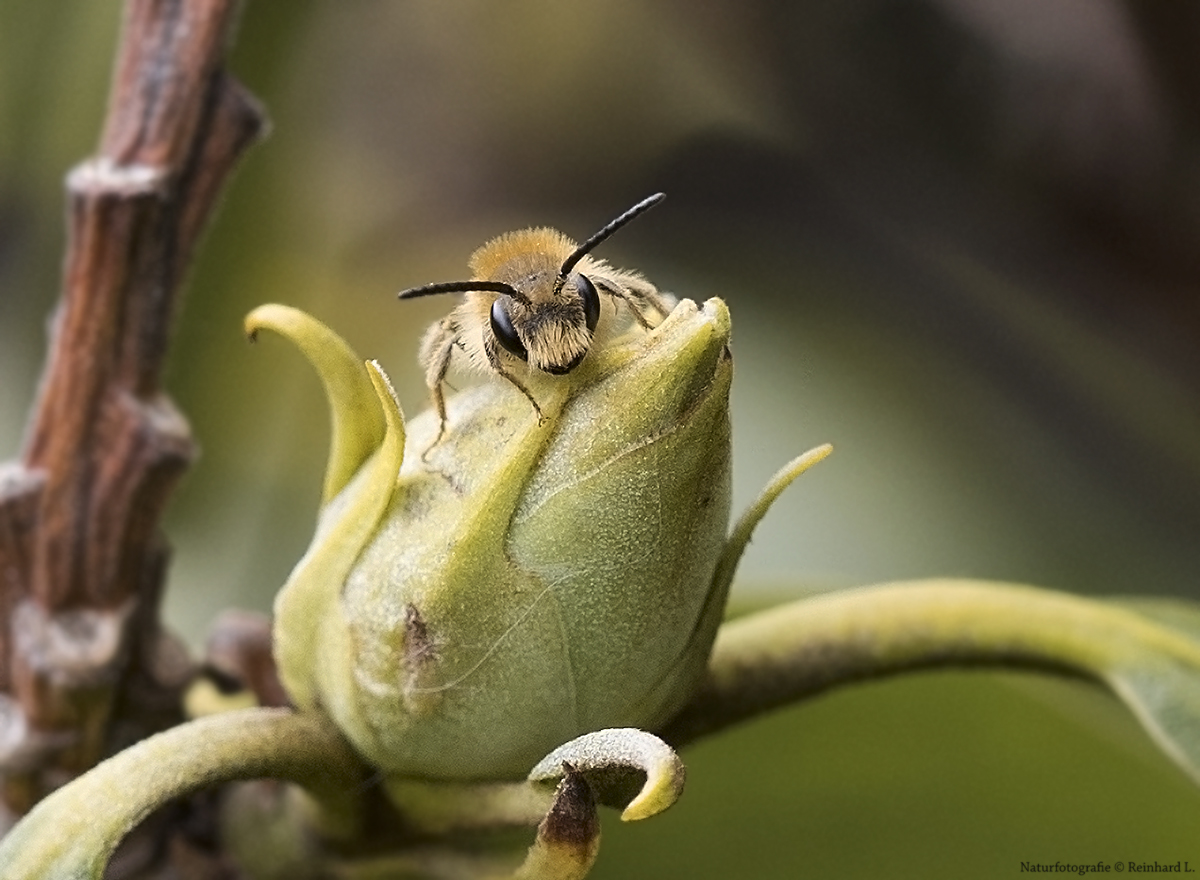  Projekt " Tiere in unserem Garten " 2021 :  Rotschopfige Sandbiene