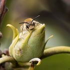  Projekt " Tiere in unserem Garten " 2021 :  Rotschopfige Sandbiene