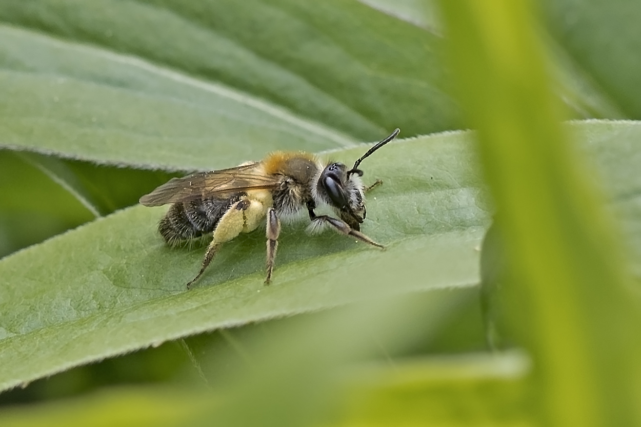 Projekt " Tiere in unserem Garten " 2021 :  Schlehen- Lockensandbiene