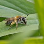 Projekt " Tiere in unserem Garten " 2021 :  Schlehen- Lockensandbiene