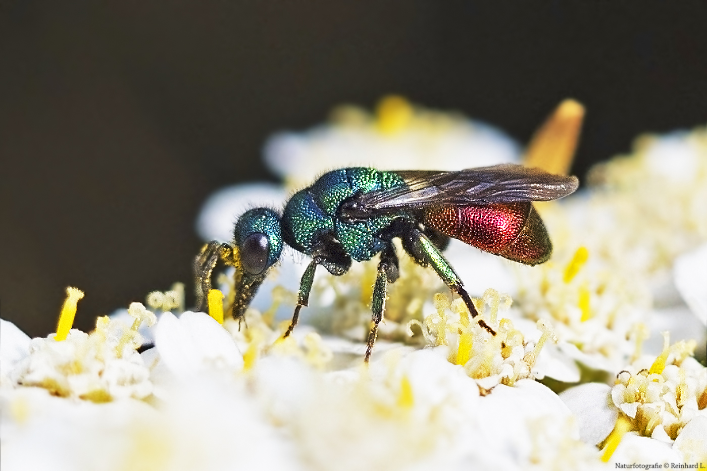 Projekt " Tiere in unserem Garten " 2021 :  Schneckenhaus-Goldwespe  