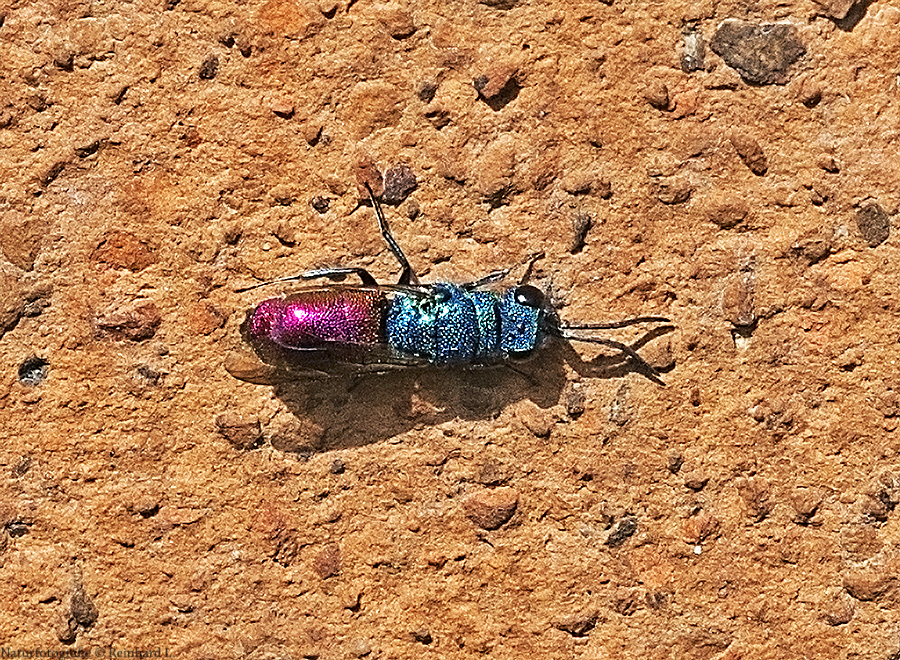 Projekt " Tiere in unserem Garten " 2021 :  Schneckenhaus-Goldwespe 