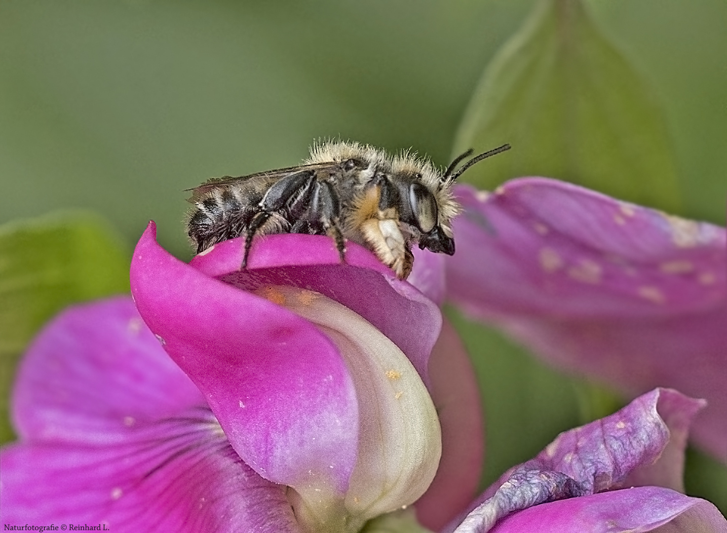 Projekt " Tiere in unserem Garten " 2021 : Totholz-Blattschneiderbiene