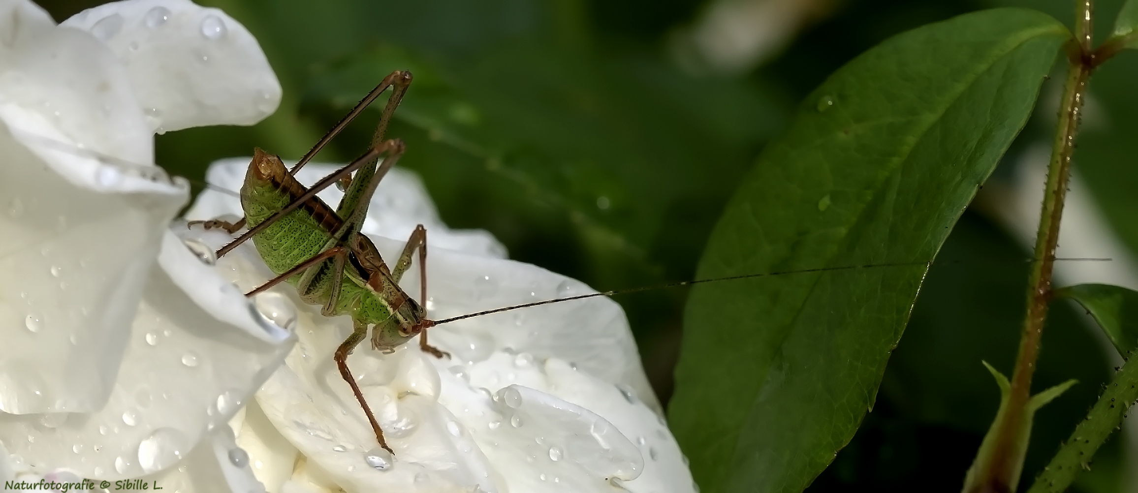 Projekt "Tiere in unserem Garten"