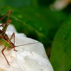 Projekt "Tiere in unserem Garten"