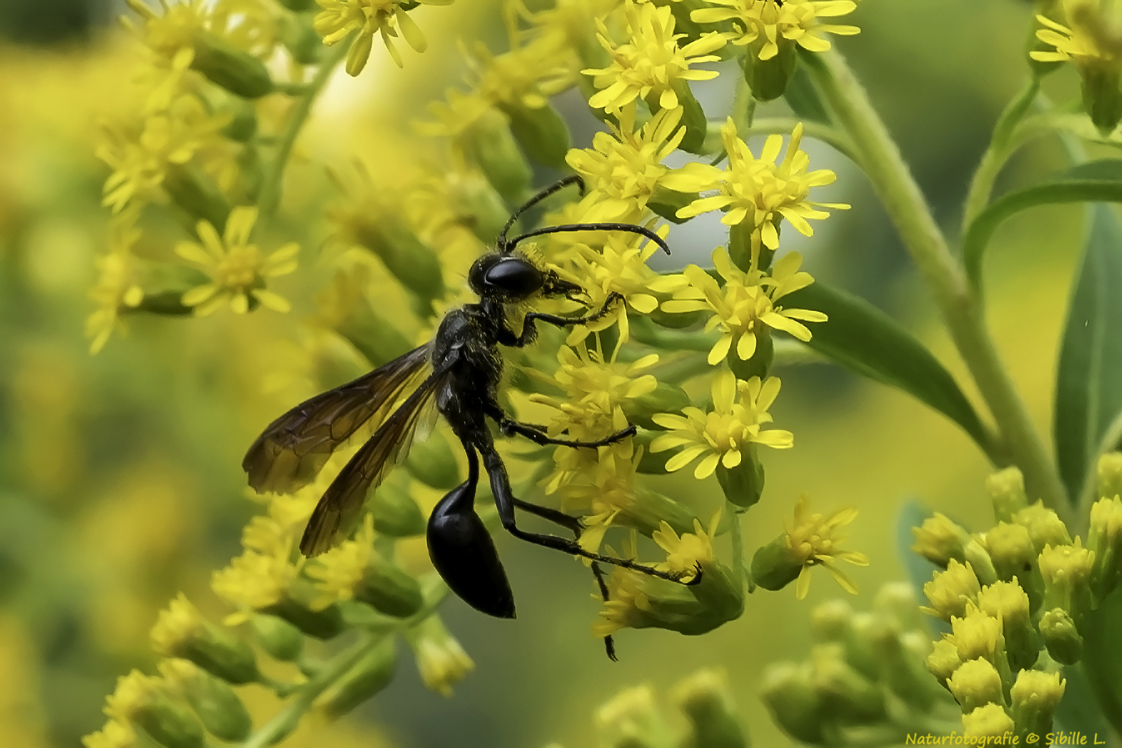 Projekt "Tiere in unserem Garten"