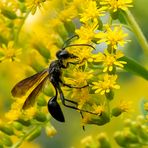 Projekt "Tiere in unserem Garten"