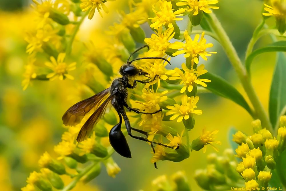 Projekt "Tiere in unserem Garten"