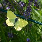 Projekt "Tiere in unserem Garten"