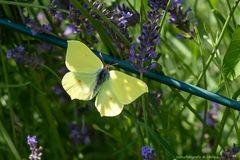 Projekt "Tiere in unserem Garten"