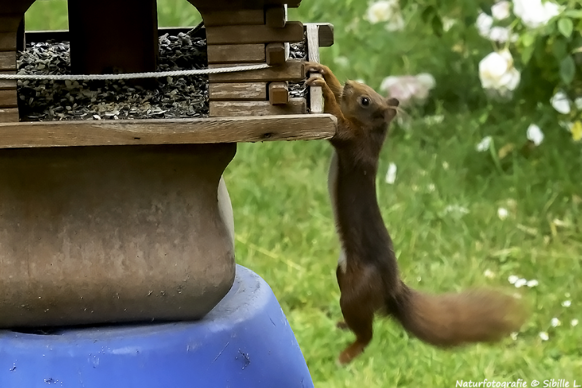 Projekt "Tiere in unserem Garten"