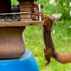 Projekt "Tiere in unserem Garten"