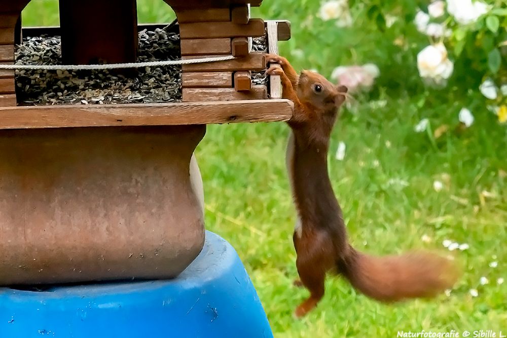 Projekt "Tiere in unserem Garten"