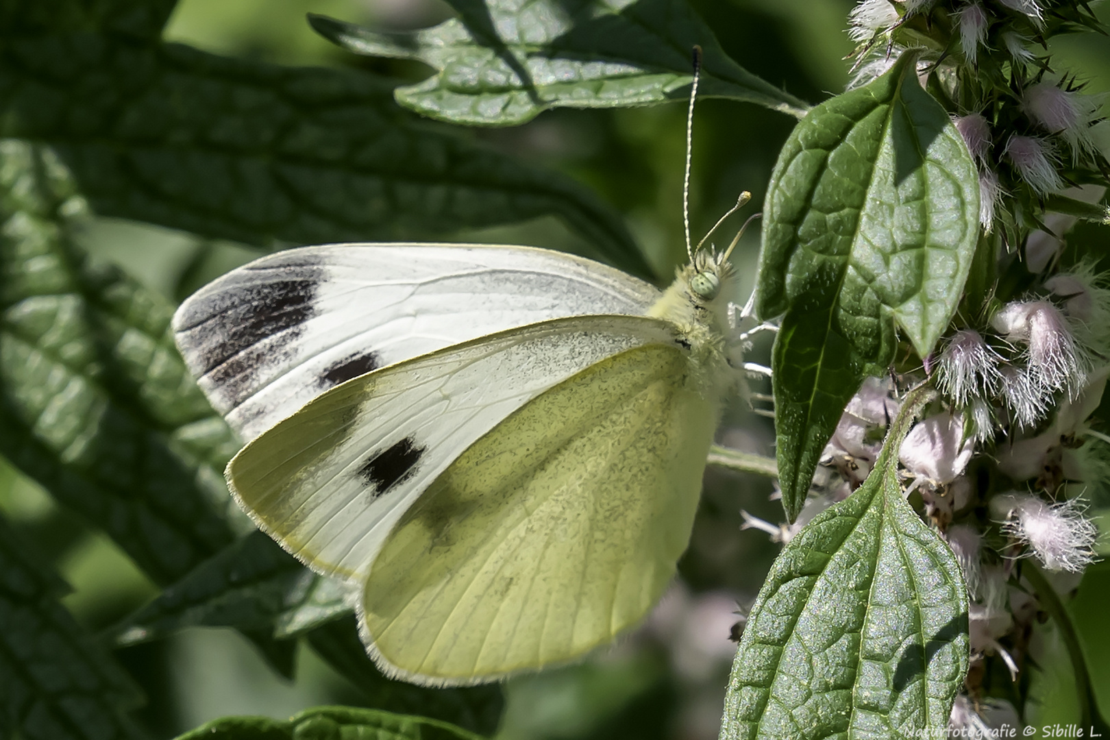 Projekt "Tiere in unserem Garten"