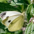 Projekt "Tiere in unserem Garten"