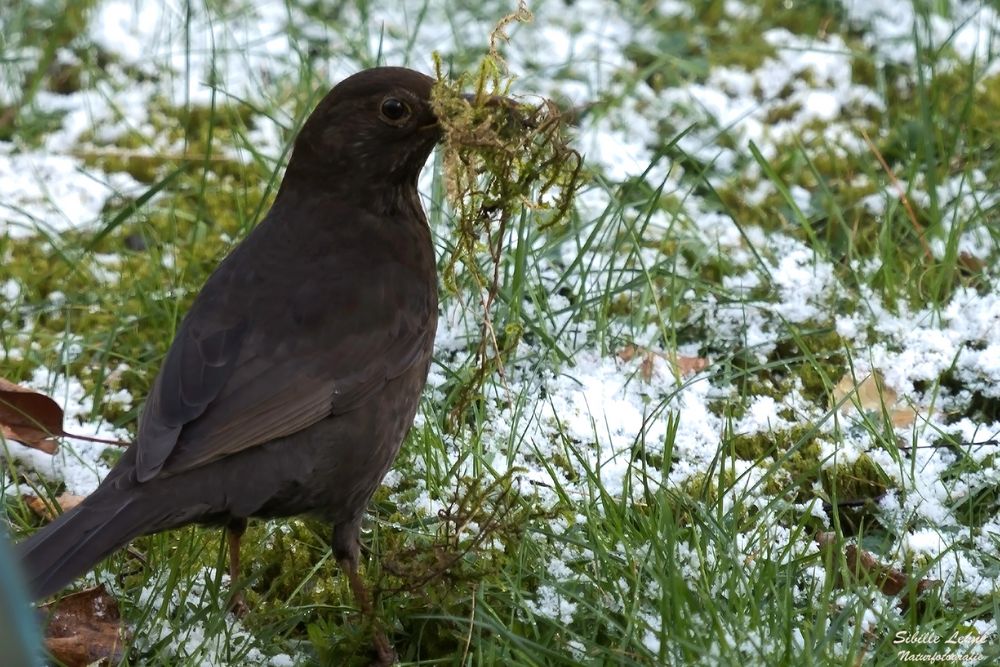 Projekt "Tiere in unserem Garten" Amsel