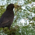 Projekt "Tiere in unserem Garten" Amsel