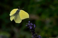 Projekt "Tiere in unserem Garten"