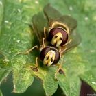 Projekt "Tiere in unserem Garten"