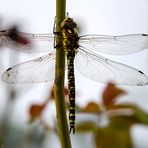 Projekt "Tiere in unserem Garten"