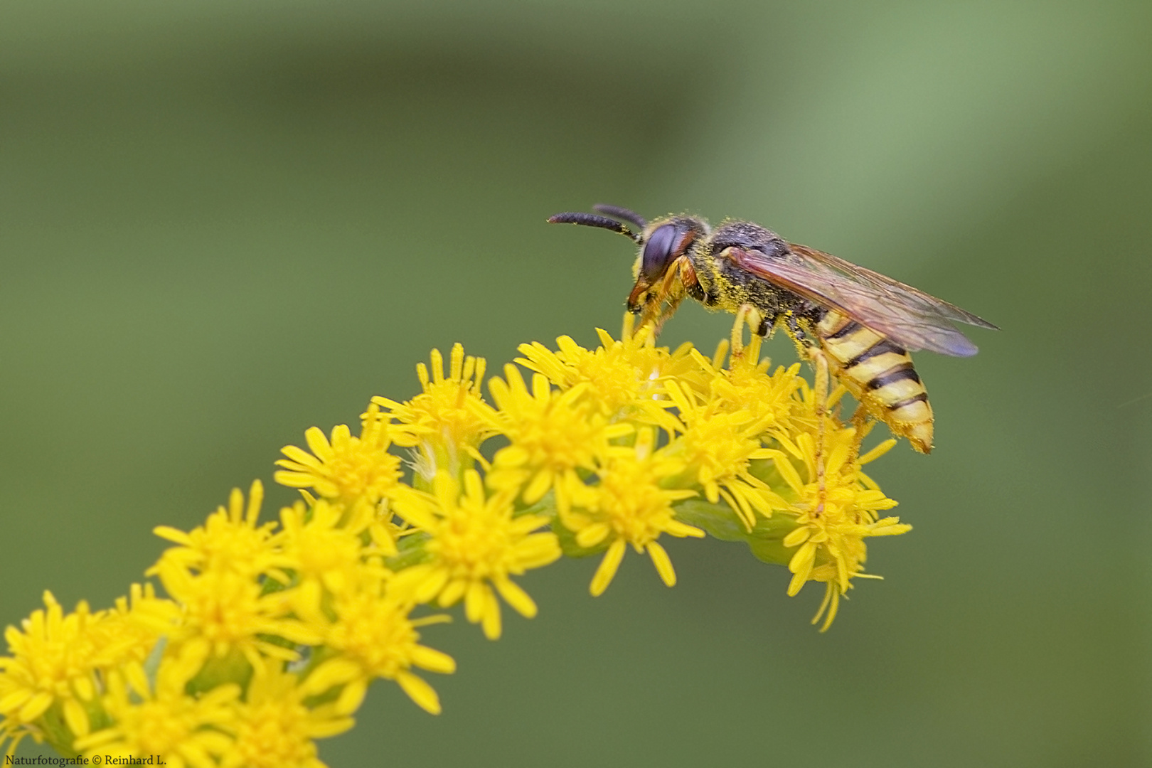 Projekt " Tiere in unserem Garten " : Bienenwolf