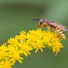 Projekt " Tiere in unserem Garten " : Bienenwolf