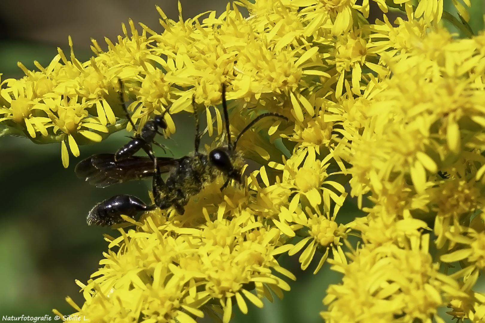 Projekt "Tiere in unserem Garten"