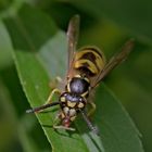  Projekt " Tiere in unserem Garten " : Deutsche Wespe  