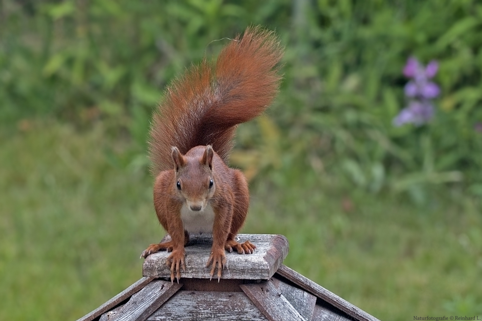 Projekt "Tiere in unserem Garten" : Eichhörnchen