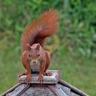 Projekt "Tiere in unserem Garten" : Eichhörnchen