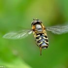 Projekt "Tiere in unserem Garten"