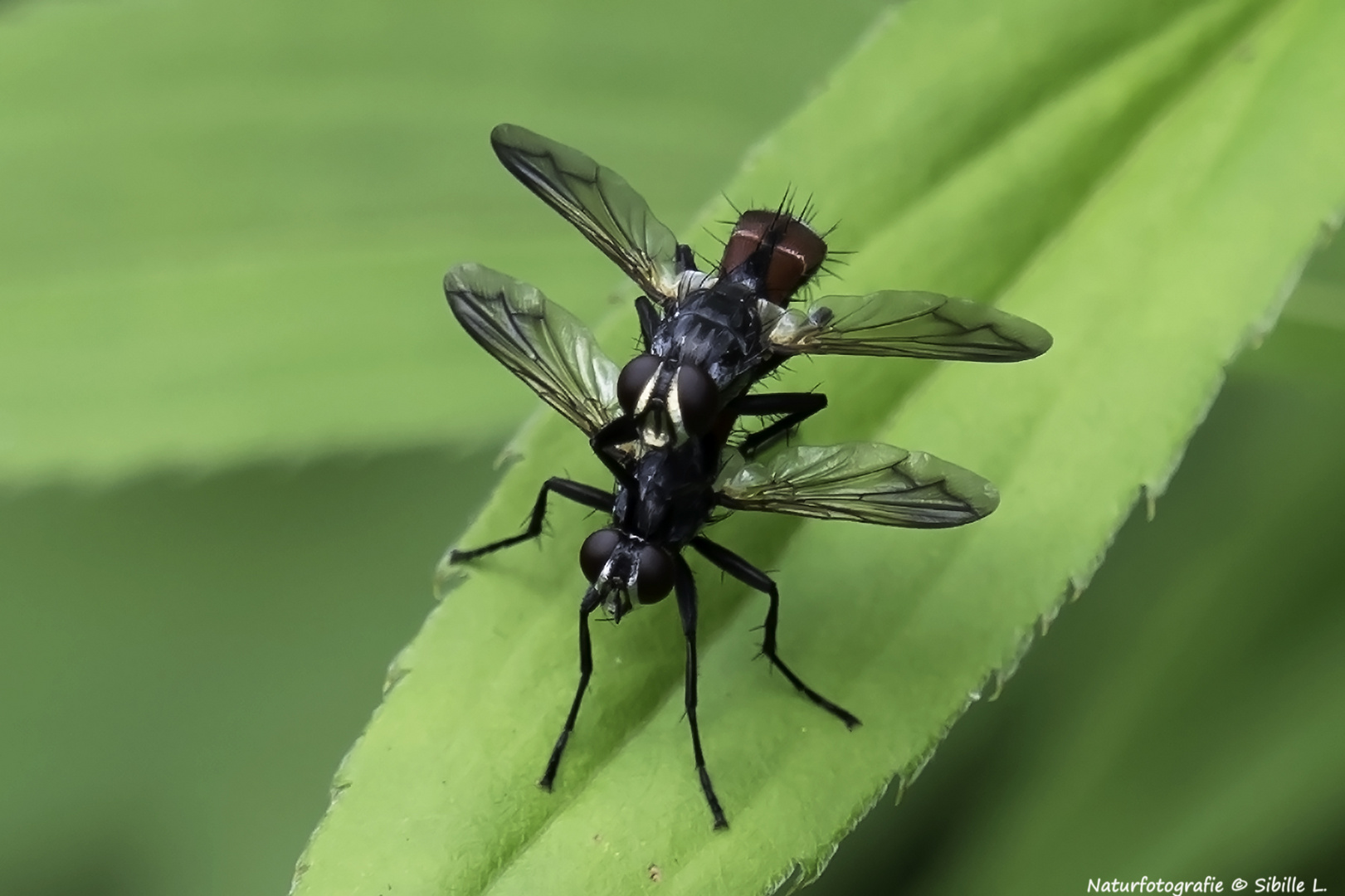 Projekt "Tiere in unserem Garten"