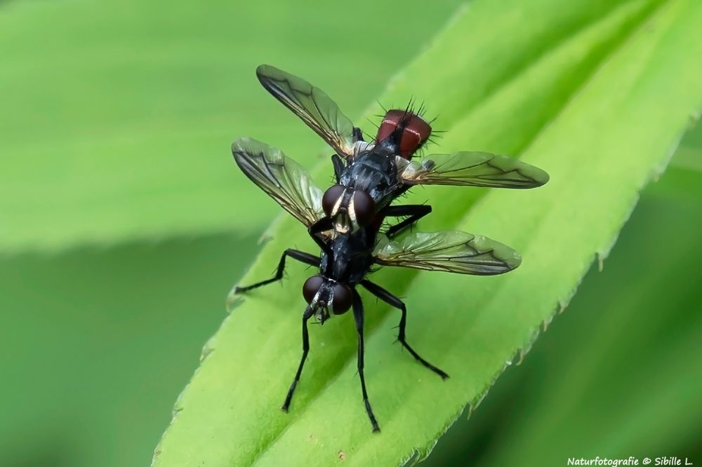 Projekt "Tiere in unserem Garten"